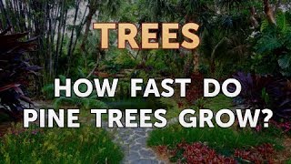 How Fast Do Pine Trees Grow [upl. by Barret45]