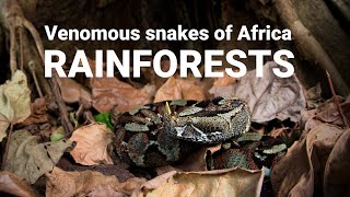 The venomous snakes of Africa  RAINFORESTS Forest cobra Green mamba bush vipers Gaboon viper [upl. by Oruntha5]