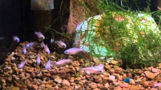 Gold Neon Tetras [upl. by Tacklind]