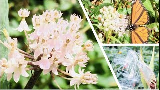 Swamp Milkweed Crash Course  Milkweed Plant Basics [upl. by Mauve]