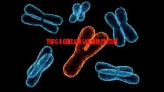 LAMININ THE GLUE THAT HOLDS MAN TOGETHER the bible connection [upl. by Ugo]