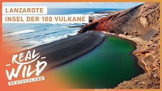 Vulkan Doku Leben auf der Vulkaninsel Lanzarote  Real Wild Deutschland [upl. by Hiroko]