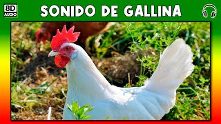 SONIDO DE GALLINA 🐔 [upl. by Cross]