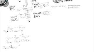 Realistic Resting Potential and Ion Fluxes [upl. by Bigler378]