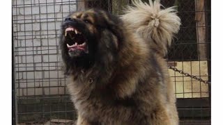 Caucasian Shepherd Dogs CRAZIEST ATTACKS 2020 [upl. by Rodmun735]