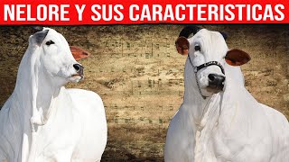 🔴 NELORE Características ✅ Ganado De Engorde [upl. by Itsim]