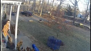 CAUGHT ON VIDEO Mom rushes to rescue 5yearold attacked by raccoon while waiting for school bus [upl. by Bahe2]