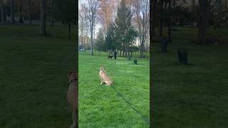 Lola the Rottie enjoying offleash life dogtraining dogs puppy dogtrainer northeastohio [upl. by Llenyr]