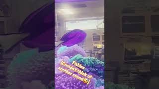 Dentist office fishies dentist fypシ゚viral fishies [upl. by Bennink]