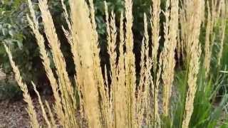 When Is The Best Time to Cut Back Karl Foerster Feather Reed Grass [upl. by Eniamraj361]