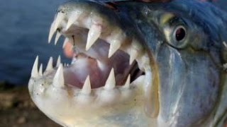 Top 10 Most Dangerous Freshwater fish [upl. by Faxun]