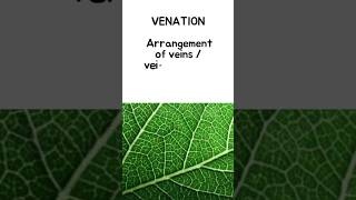 VENATION  Arrangement of veins and veinlets in the leaf lamina botany ytshorts [upl. by Sabir]