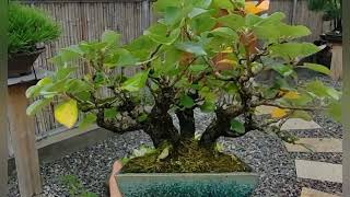 Bonsai Collection bonsai terrarium [upl. by Christoffer899]