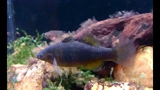 タナゴモドキ Tropical carpgudgeon Hypseleotris cyprinoides [upl. by Foscalina]