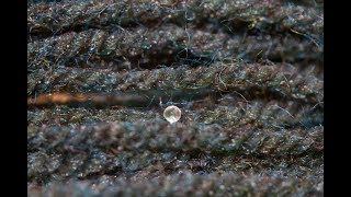 How to Hatch Killifish Eggs  Collect and Store SemiAnnual Killifish Mop Spawning eggs [upl. by Werdn]