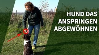 Hund das Anspringen abgewöhnen ► Praxisvideo Hunde trainieren [upl. by Nyra]