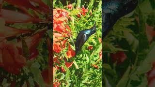 ¹🐥•⁶⁸ Purple Sunbird Cinnyris asiaticus  Breeding Male 🐈‍⬛ I Know I Know its a Hummingbird [upl. by Ahsyas]