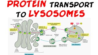 Protein transport to lysosome  protein targeting [upl. by Cthrine]