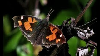 The Nettletree Butterfly Libythea celtis [upl. by Ul606]