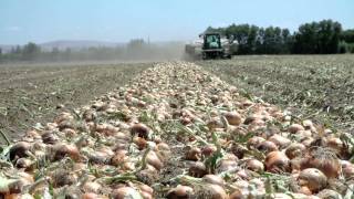 Growing Onions for the Bloomin Onion  LampL Farms  Pasco WA  Washington Grown [upl. by Paco]