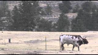 Bull kills rancher [upl. by Yhtamit]