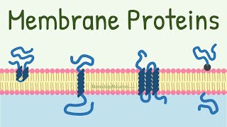 Membrane Proteins  DONT MISS the FUNCTIONS at 418 [upl. by Madison]