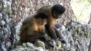 A capuchin monkey uses a stick to pick its nose and teeth [upl. by Camilo]