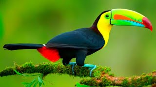 Toucan bird sound in jungle  Toucan bird talking  Toucan bird [upl. by Nanahs831]