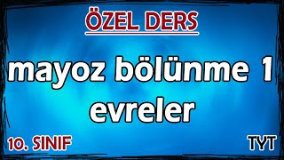 5 Mayoz Bölünme 1  Evreler  Özel Ders 10 Sınıf [upl. by Luckett212]