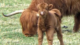 Schotse Hooglanders Highland Cow Schottische Hochlandrind [upl. by Yeldud544]