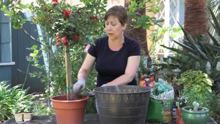 How to Plant a Standard Rose  Garden Space [upl. by Eilyak]