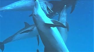 Bully Bottlenose Dolphins  Wild Caribbean  BBC Earth [upl. by Scheck]