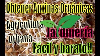 Obtener hormonas vegetales fácil Auxinas [upl. by Nahsrad]