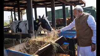 THE PRIME MINISTER OF INDIA DONATES 200 COWS TO RWANDANS [upl. by Gwenore]