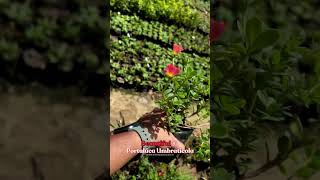 Order Beautiful Portulaca Ubraticola Wingpod Purslane Flower Plants Online  flower plants [upl. by Yevad]