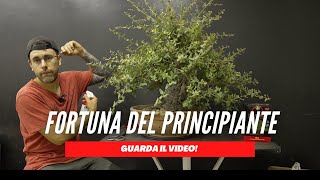 QUALE TERRICCIO USARE PER COLTIVARE UN BONSAI [upl. by Bryner]