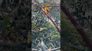 Thornbush attacking Olive tree OliveOil Italy piedmont [upl. by Bakerman384]