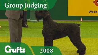 Giant Schnauzer wins the Working Group Judging at Crufts 2008  Crufts Dog Show [upl. by Laks]