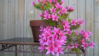 Satsuki Azalea is an Evergreen Bonsai [upl. by Rebna]