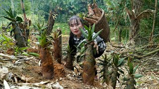 Single Mom Harvest bamboo shoots boil them and sell them at the market  Tương Thị Mai [upl. by Aihsei]