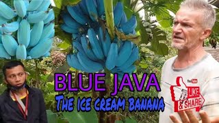 BLUE JAVA  ICE CREAM BANANA in the Philippines [upl. by Pravit518]