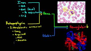 Microcytic Anemia  The Major Causes [upl. by Bahner128]