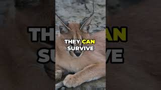 21 Amazing Caracal Facts You Didnt Know [upl. by Ynnam910]