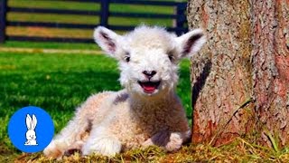 Baby Lamb Sheep Goes Baa  CUTEST Compilation [upl. by Stieglitz]