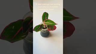 What to do if cuttings not rooting in water propagation plantcare [upl. by Hagai]