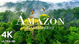 Amazon 4k  The World’s Largest Tropical Rainforest  Relaxing Piano with Nature Sounds [upl. by Ecnedurp676]