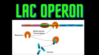 USMLE Step 1  lesson 10  lac operon [upl. by Weide]