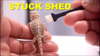 Bearded Dragon Stuck Shed Tips  What To Do [upl. by Draw]