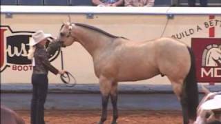 Not Kiddin Me AQHA Stallion [upl. by Stacia]