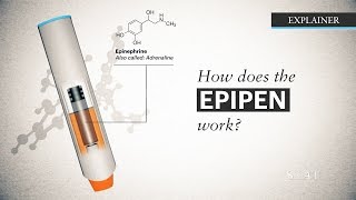 How does the EpiPen work [upl. by Paschasia635]